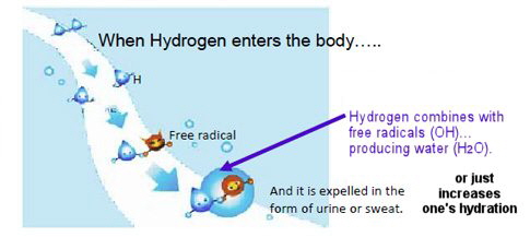 hydrogen_plus_free_radical_equals_water hydrogen_plus_free_radical_equals_water