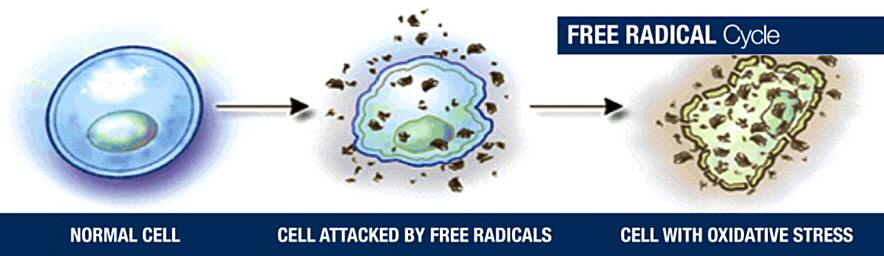 normal_to_free_radical_damaged_cell